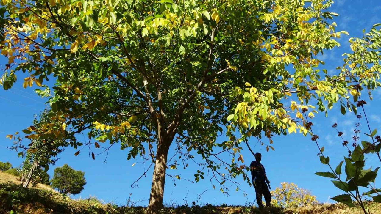 32 bin ceviz ağacı ekonomiye katkı sağlıyor