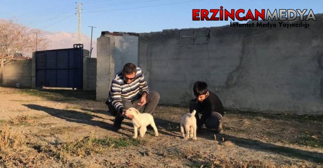 Erzincan’da 238 köpek kimliklendirildi