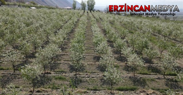 Erzincan’da beyaz gelinliği giyinen vişne bahçeleri kontrol ediliyor