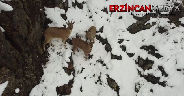 Erzincan’da dağ keçileri havadan görüntülendi