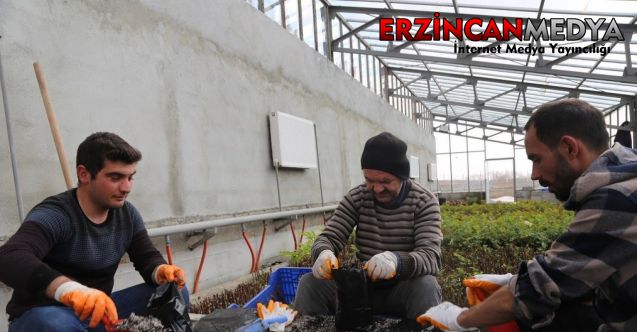 Erzincan’da gül üretimi