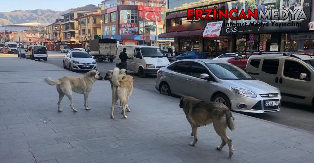 Erzincan’da vatandaşlar tehlike saçan sokak köpeklerine yönelik tedbir alınmasını istiyor