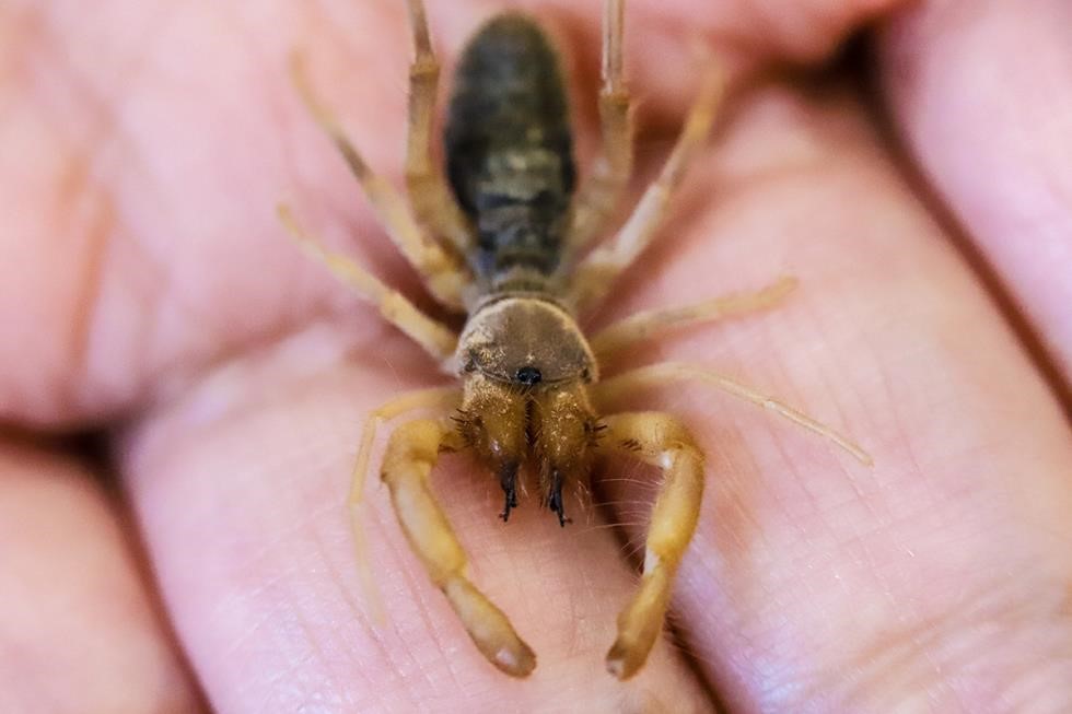 Hakkari’de yeni bir böğü böceği türü keşfedildi