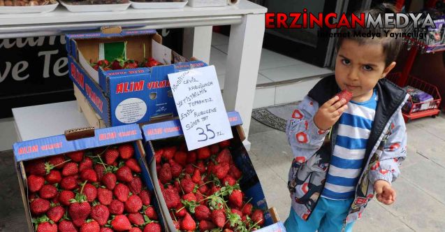 Hindistan cevizi kabuğuyla üretilen çilek Erzincan’da satışa sunuldu