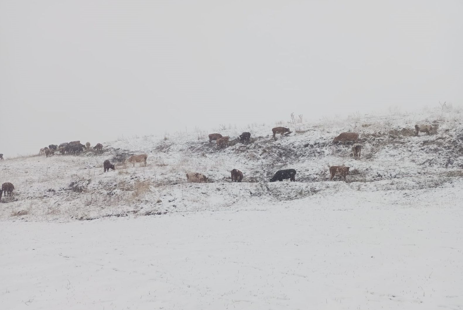 Kar altında otlayan hayvanlar çoban tarafından görüntülendi