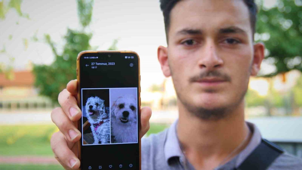 Kaybolan köpeğini bulmak için sokak sokak geziyor