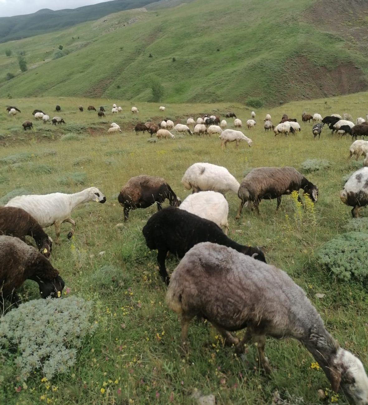 Koyunlar Sıcak Havaya Hazırlanıyor