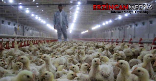 Tavuk eti üretimi şubatta yüzde 9,7 azaldı