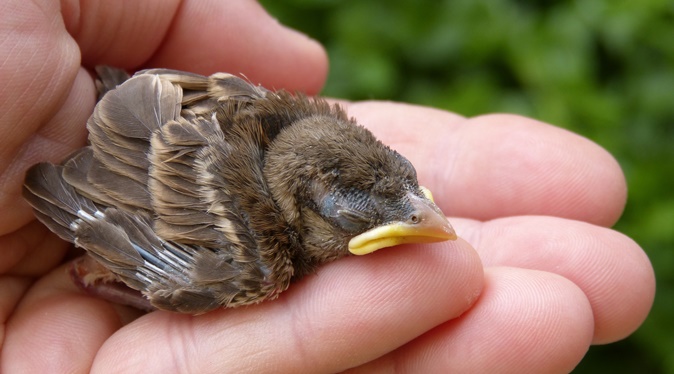 Yavru Kuş Neyle Beslenir? – Yavru Kuş Beslenmesi