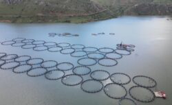 Tercan Barajı’nda 150 Kafeste üretim yapılıyor