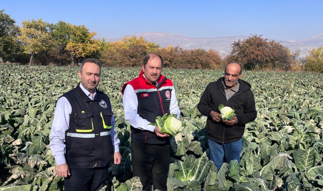 Erzincan’da kışlık sebze hasadı başladı. Marul, roka, maydanoz ve karnabahar