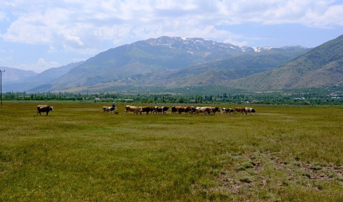 Erzincan’da köy meralarında otlatılan büyükbaş ve küçükbaş hayvanların su ihtiyacının