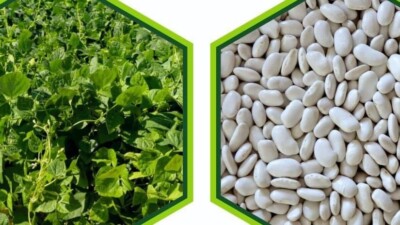 Erzincan'da tarım sektörüne katkı sağlayacak iki kuru fasulye çeşidi tescillendi.