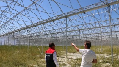 Erzincan'da jeotermal seracılık hızla büyüyor! Domatesler Romanya'ya, diğer sebzeler ise