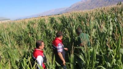 Hayvancılık sektörünün ihtiyaç duyduğu kaba yemin karşılanması amacıyla Erzincan’da, silajlık