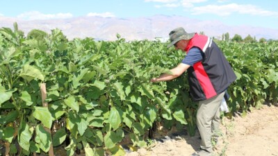 Erzincan sebzecilik sektöründe emin adımlarla ilerlemeye devam ediyor.