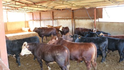 Erzincan İl Tarım ve Orman Müdürü Alper Koçaker, Çayırlı Gelinpınarı