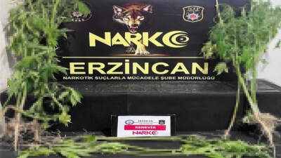 Erzincan’da düzenlenen uyuşturucu operasyonunda 15 kök kenevir ele geçirildi.
