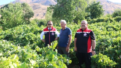 Erzincan Gölpınar Köyü’nde 80 dekarlık alanda buğday, üzüm, elma, kavun