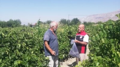 Erzincan Üzümlü'de coğrafi işaretli Cimin Üzümü'nde hasat devam ederken, Tarım